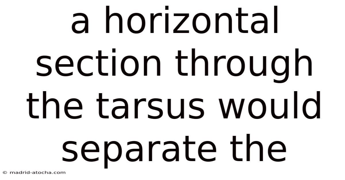A Horizontal Section Through The Tarsus Would Separate The