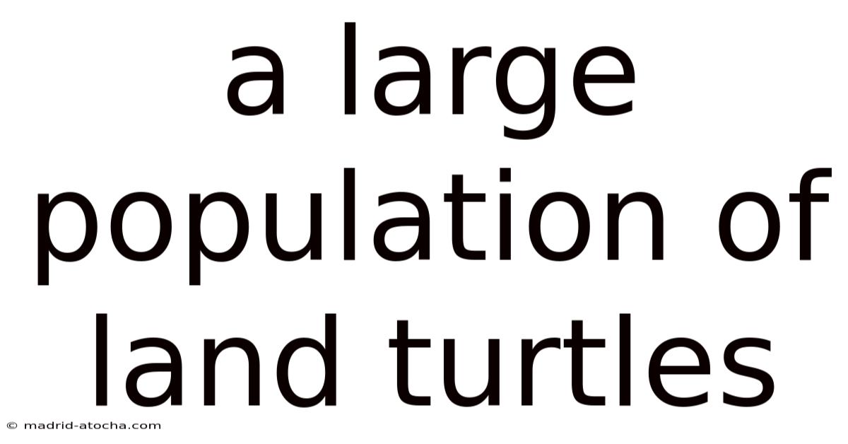 A Large Population Of Land Turtles