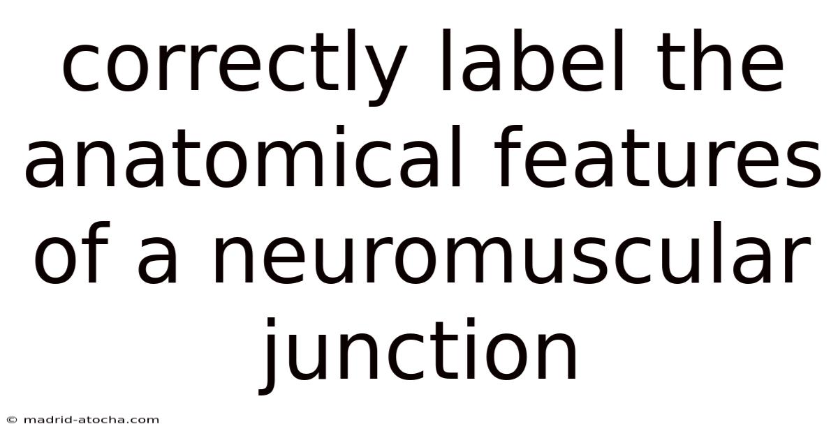 Correctly Label The Anatomical Features Of A Neuromuscular Junction