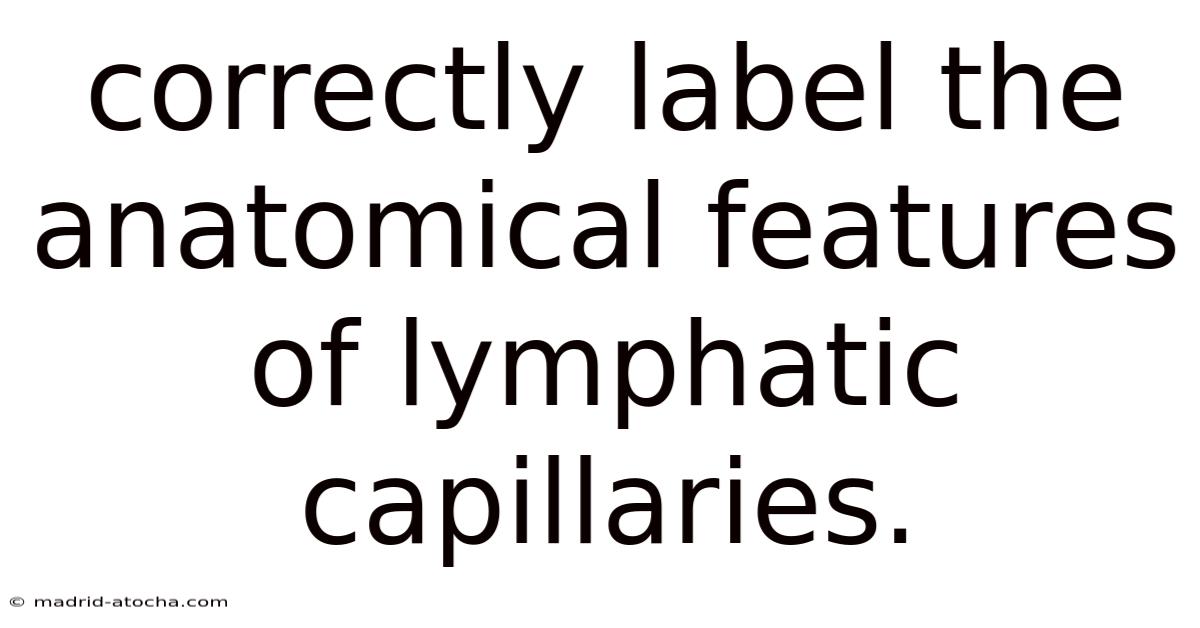 Correctly Label The Anatomical Features Of Lymphatic Capillaries.