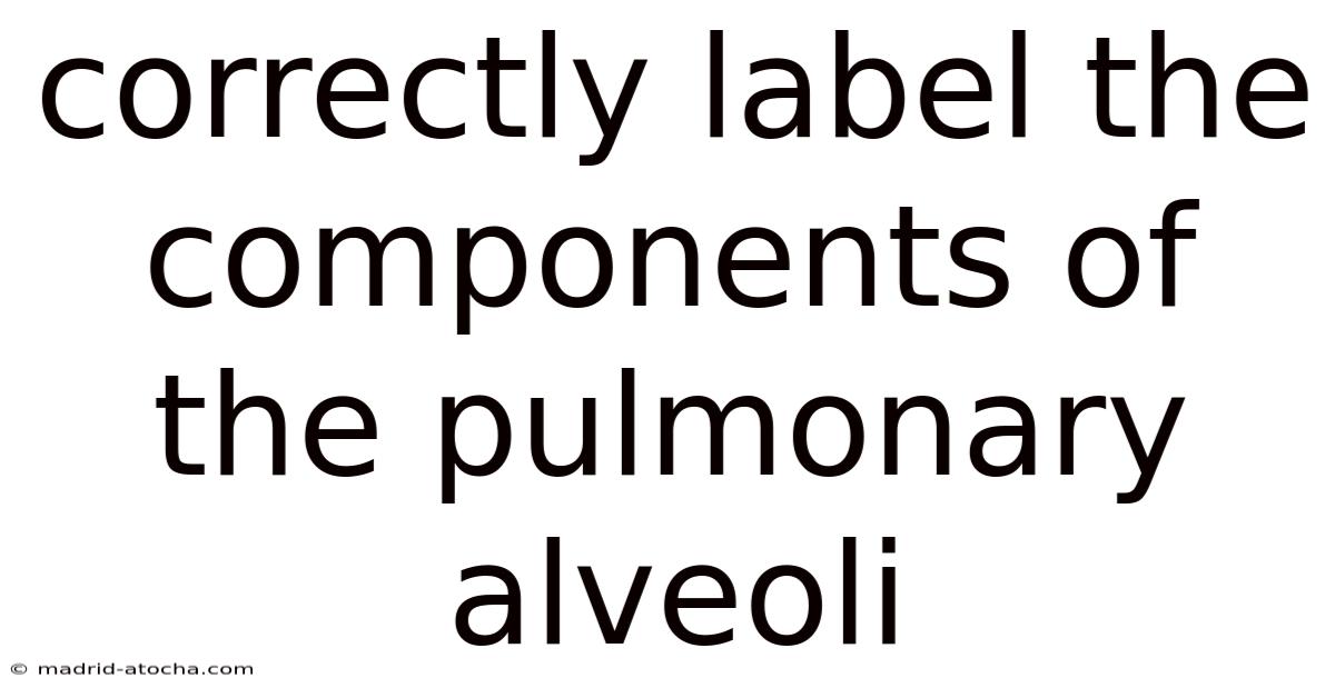 Correctly Label The Components Of The Pulmonary Alveoli