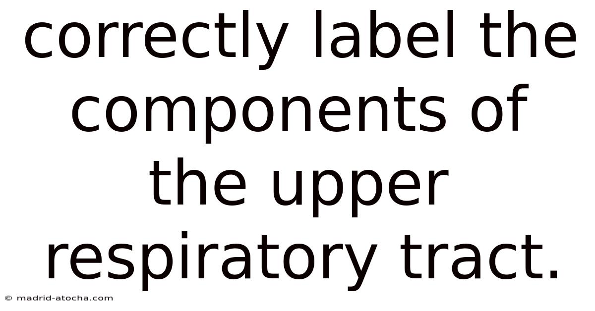 Correctly Label The Components Of The Upper Respiratory Tract.