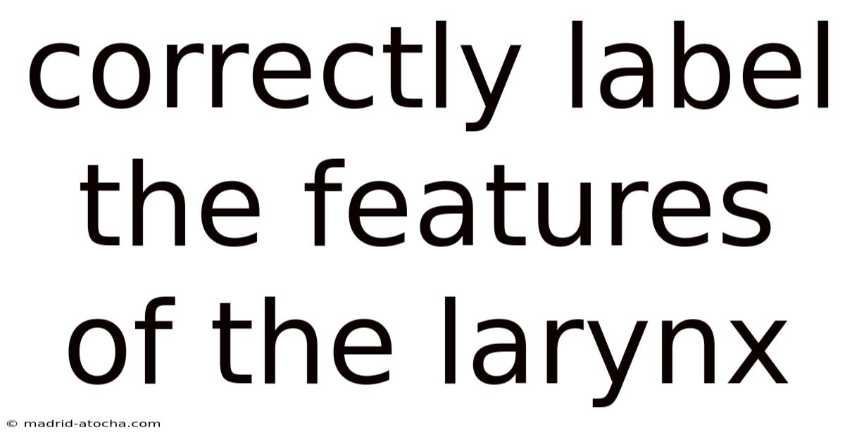 Correctly Label The Features Of The Larynx