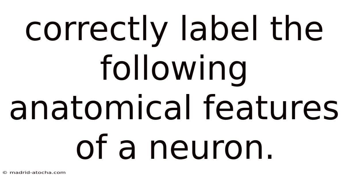 Correctly Label The Following Anatomical Features Of A Neuron.