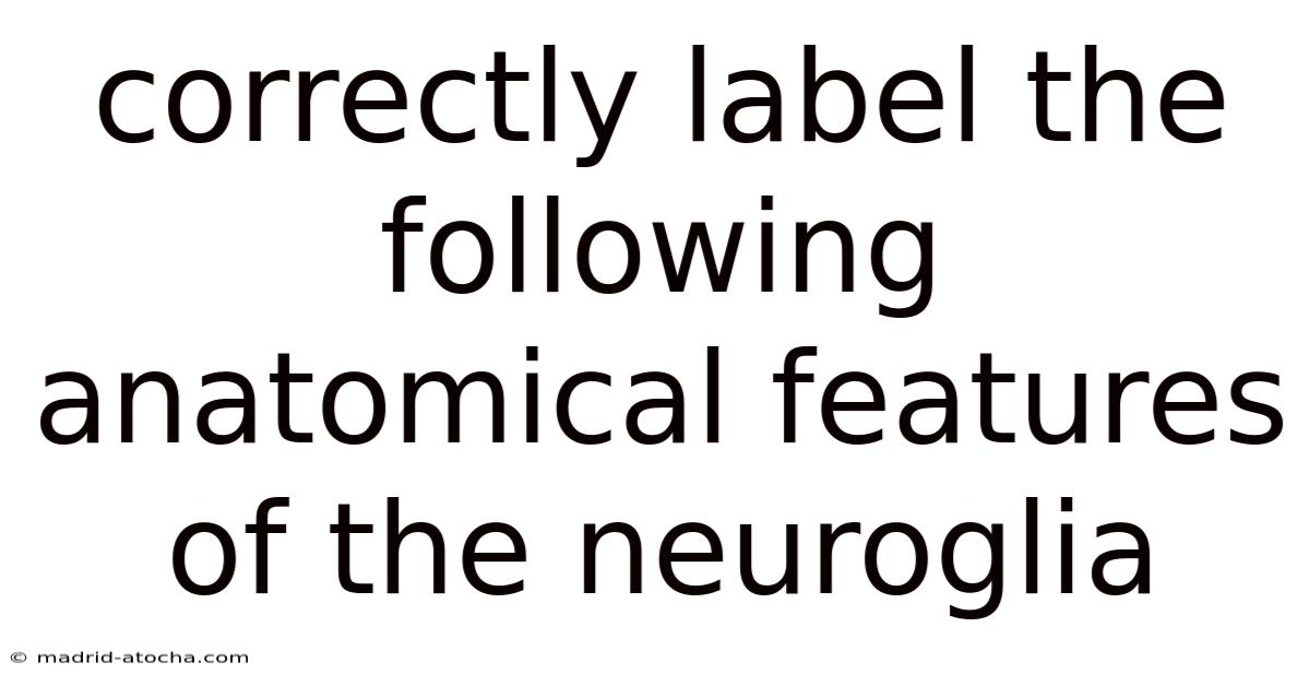 Correctly Label The Following Anatomical Features Of The Neuroglia