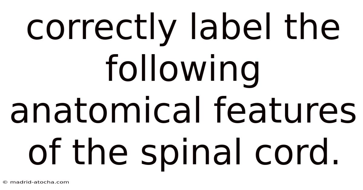 Correctly Label The Following Anatomical Features Of The Spinal Cord.