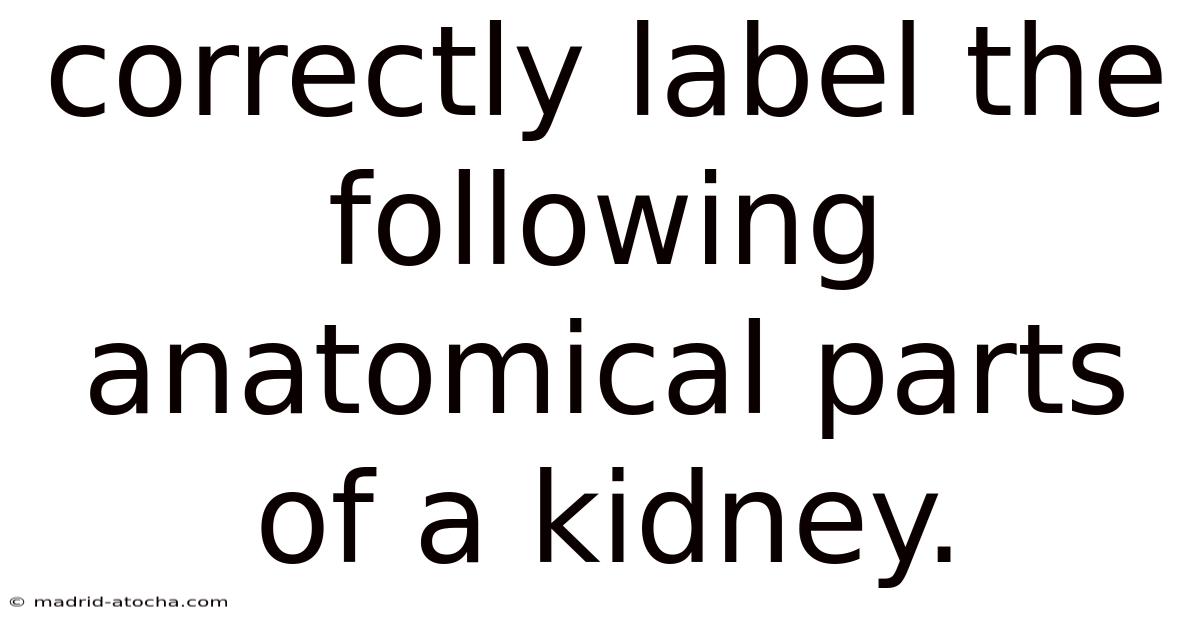 Correctly Label The Following Anatomical Parts Of A Kidney.