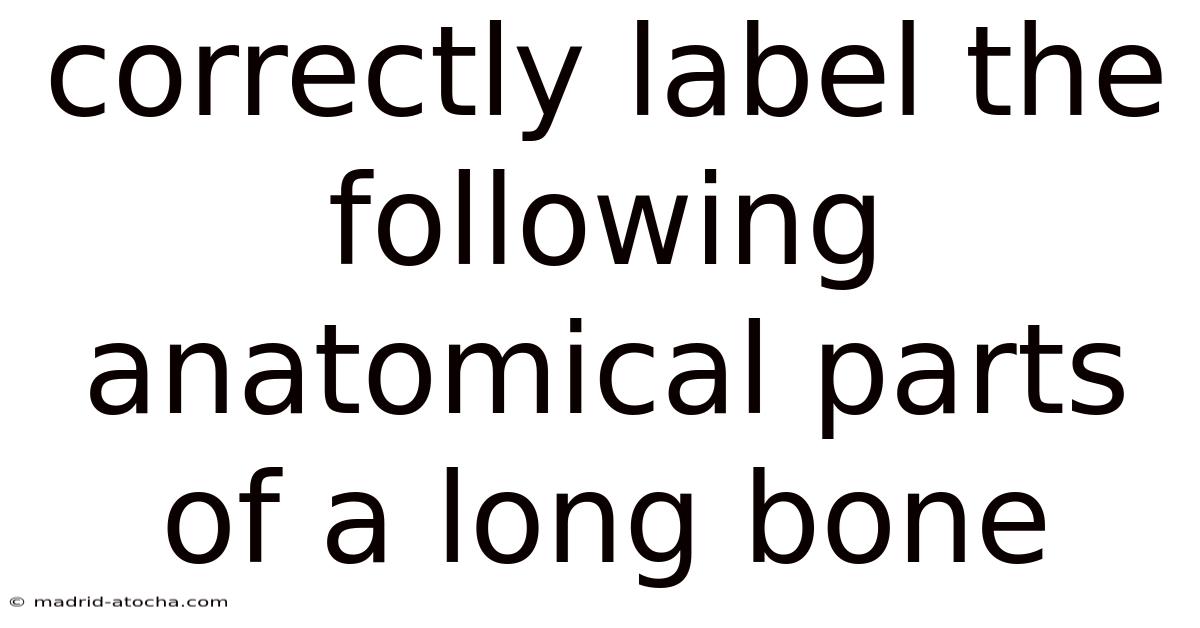 Correctly Label The Following Anatomical Parts Of A Long Bone