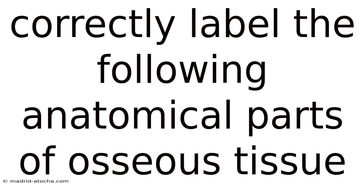 Correctly Label The Following Anatomical Parts Of Osseous Tissue