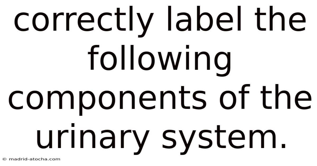 Correctly Label The Following Components Of The Urinary System.