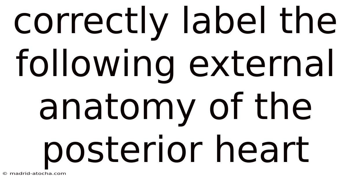 Correctly Label The Following External Anatomy Of The Posterior Heart