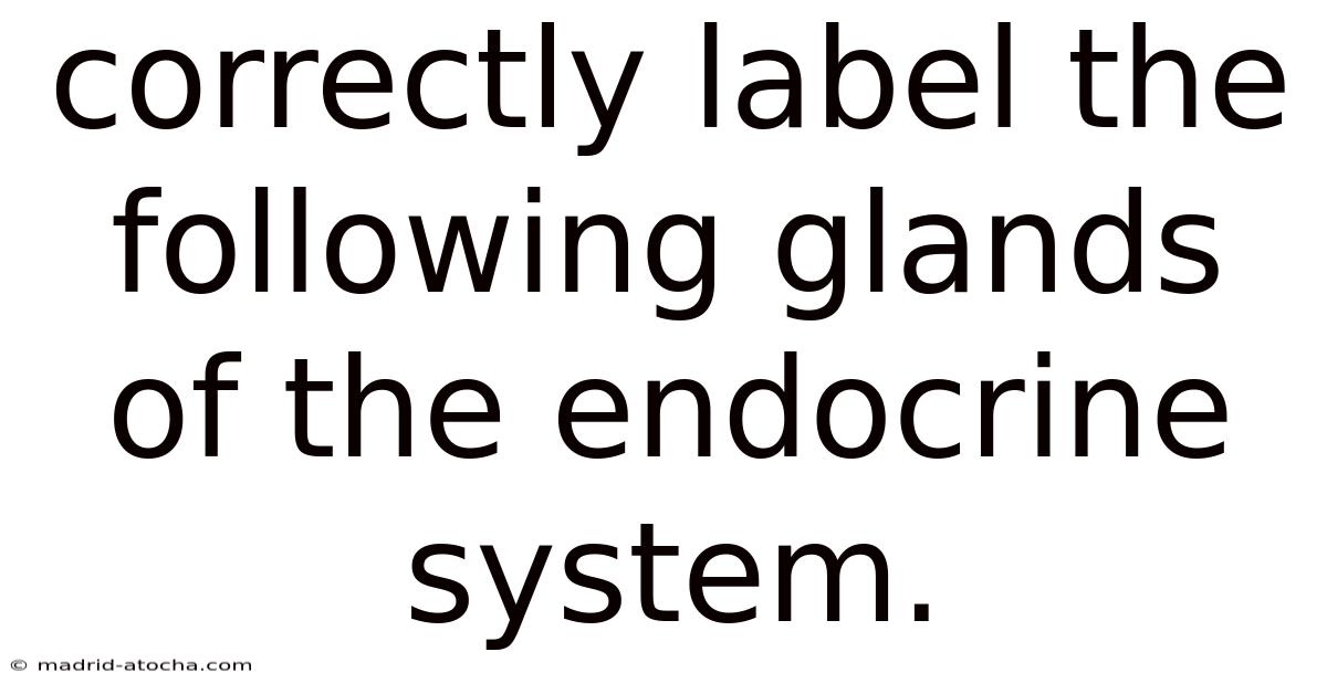 Correctly Label The Following Glands Of The Endocrine System.