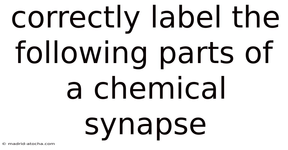 Correctly Label The Following Parts Of A Chemical Synapse