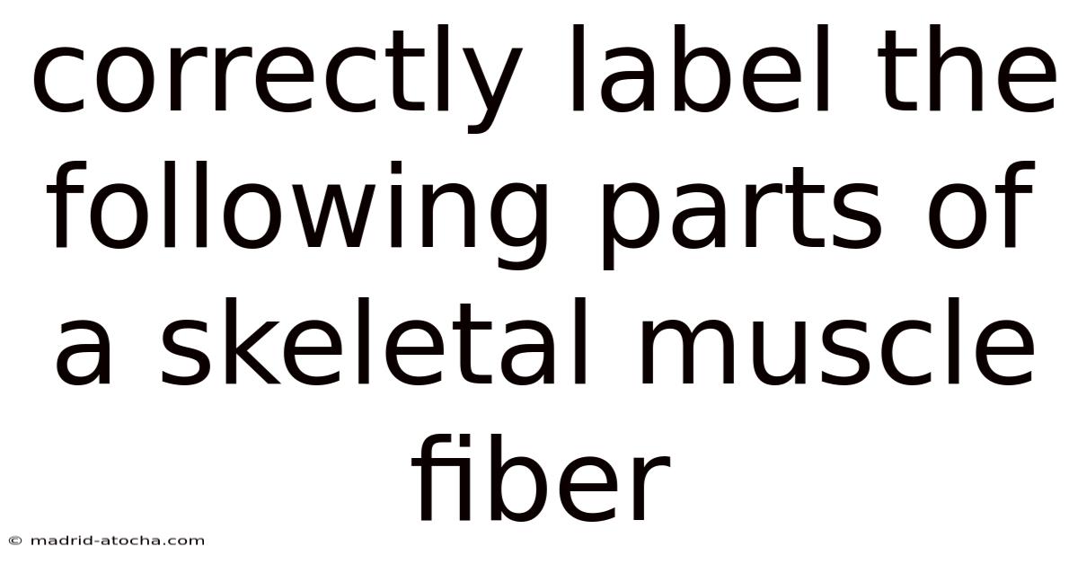 Correctly Label The Following Parts Of A Skeletal Muscle Fiber