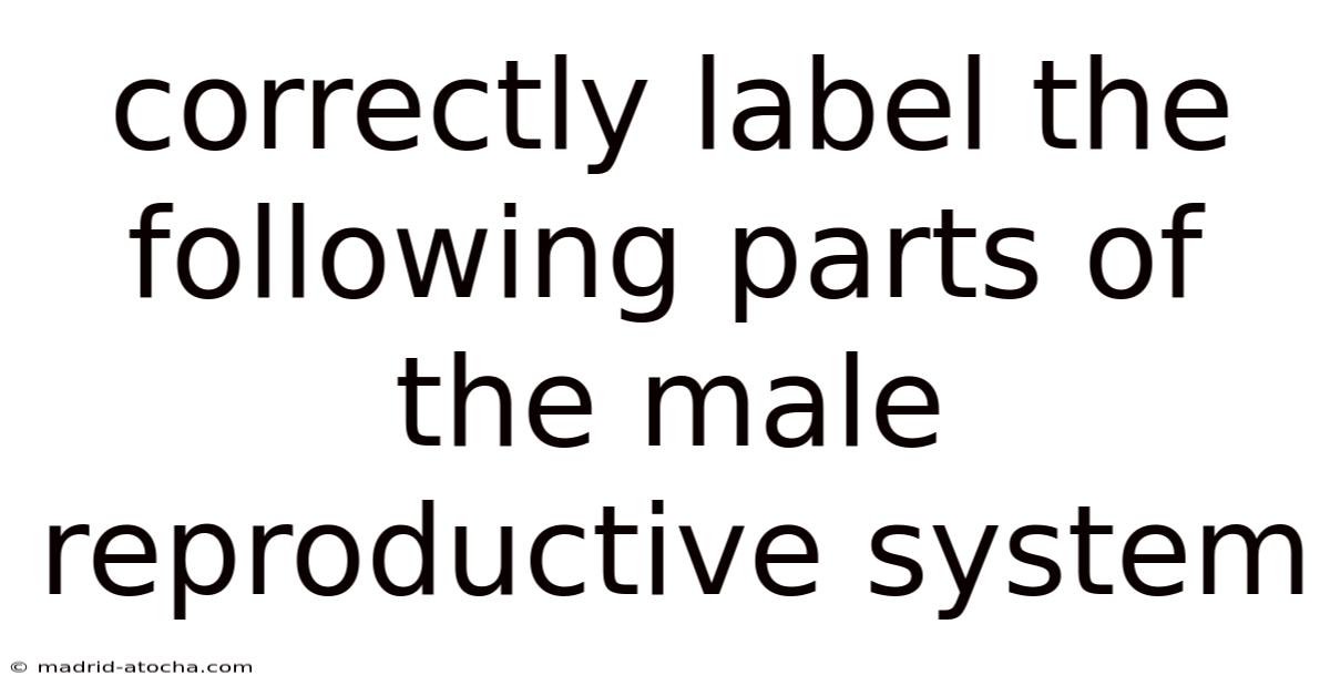 Correctly Label The Following Parts Of The Male Reproductive System