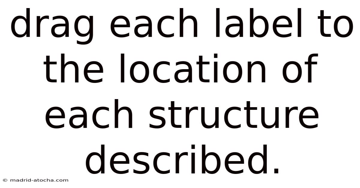 Drag Each Label To The Location Of Each Structure Described.