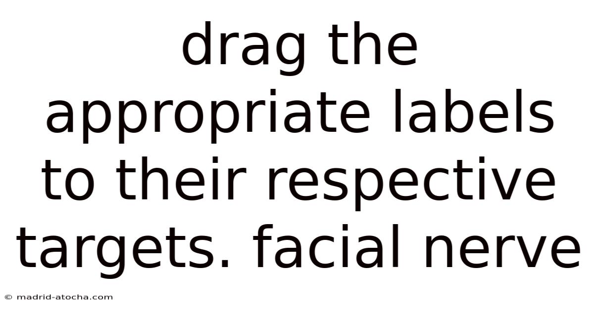 Drag The Appropriate Labels To Their Respective Targets. Facial Nerve