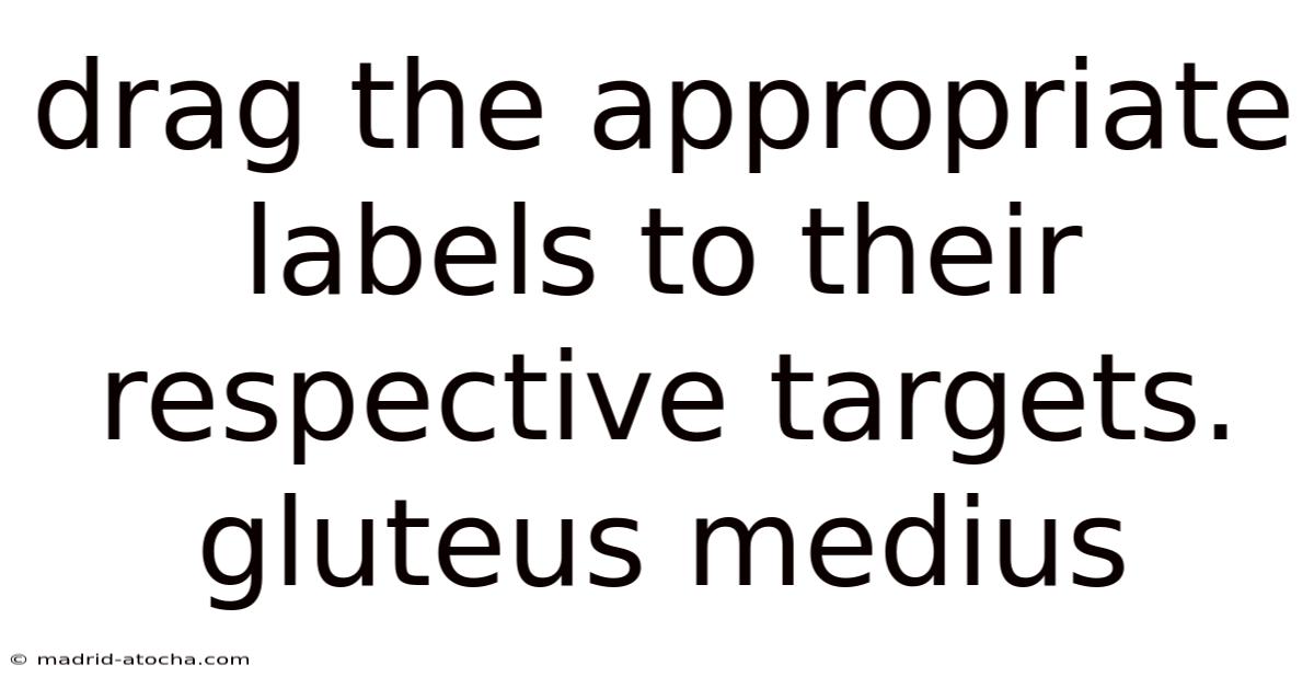 Drag The Appropriate Labels To Their Respective Targets. Gluteus Medius