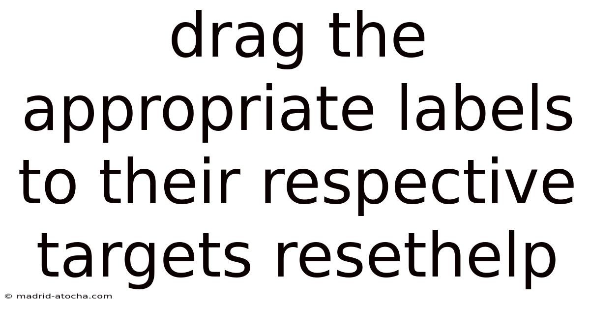 Drag The Appropriate Labels To Their Respective Targets Resethelp