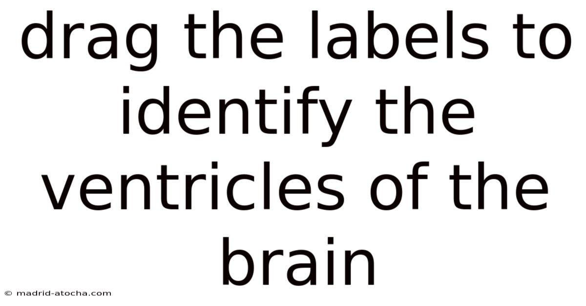 Drag The Labels To Identify The Ventricles Of The Brain