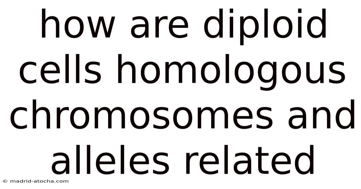 How Are Diploid Cells Homologous Chromosomes And Alleles Related