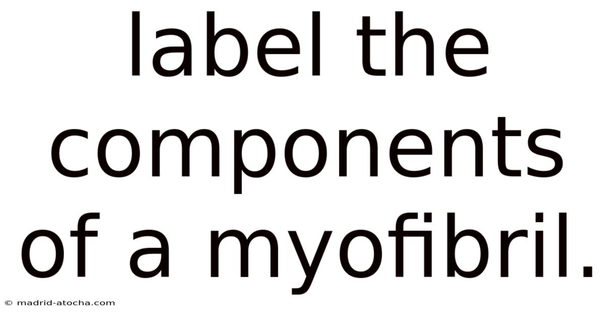 Label The Components Of A Myofibril.