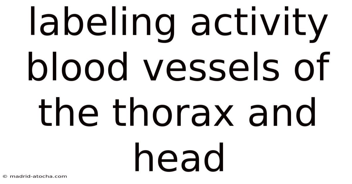Labeling Activity Blood Vessels Of The Thorax And Head