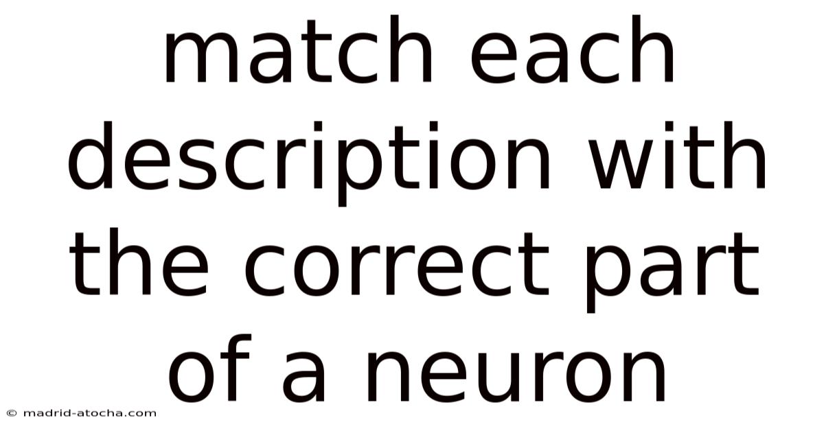 Match Each Description With The Correct Part Of A Neuron