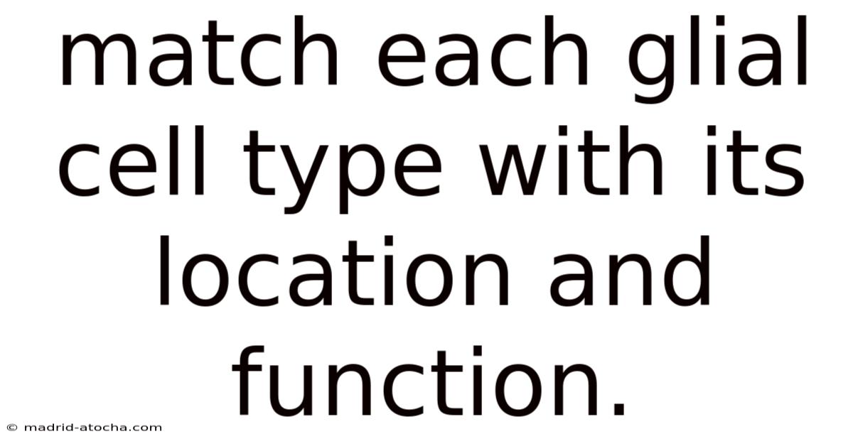 Match Each Glial Cell Type With Its Location And Function.