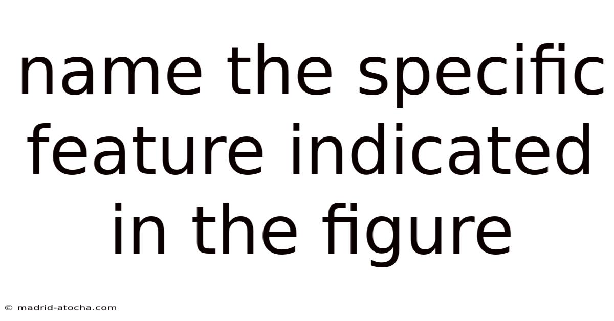 Name The Specific Feature Indicated In The Figure