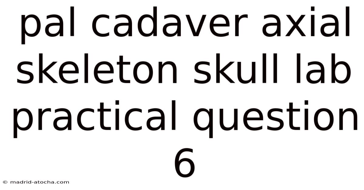 Pal Cadaver Axial Skeleton Skull Lab Practical Question 6