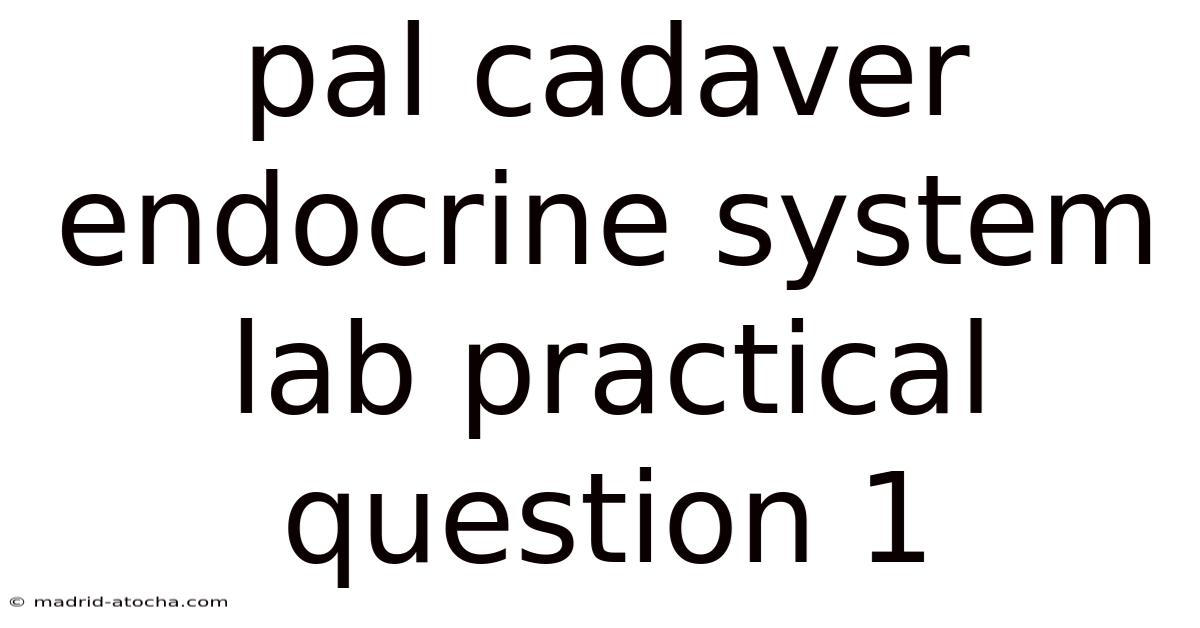 Pal Cadaver Endocrine System Lab Practical Question 1