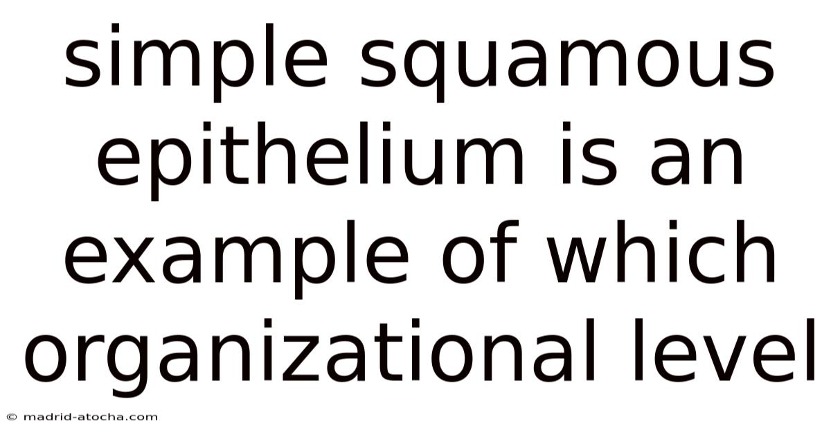 Simple Squamous Epithelium Is An Example Of Which Organizational Level