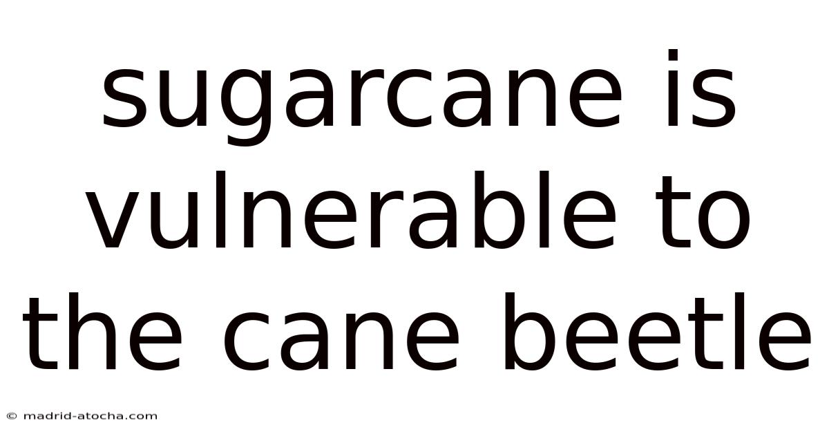 Sugarcane Is Vulnerable To The Cane Beetle