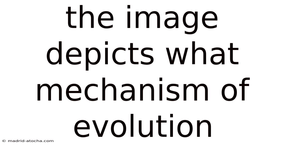 The Image Depicts What Mechanism Of Evolution