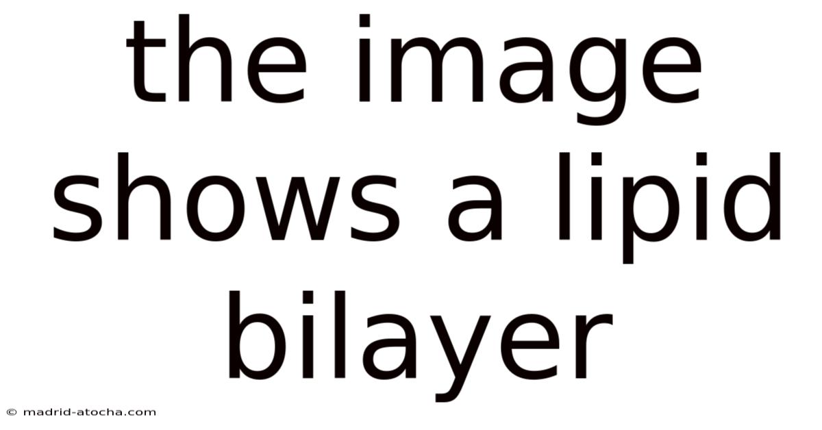 The Image Shows A Lipid Bilayer