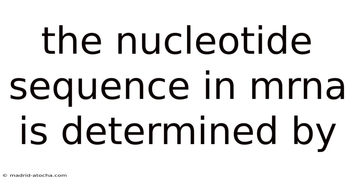 The Nucleotide Sequence In Mrna Is Determined By