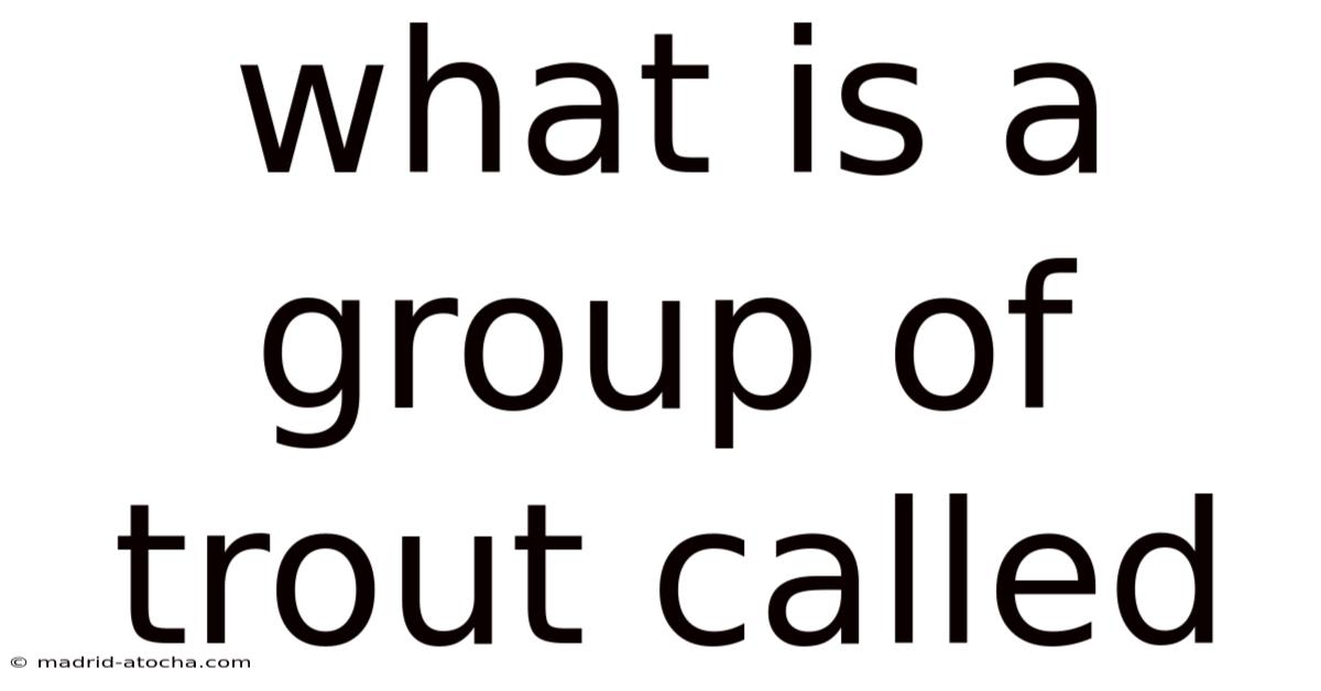 What Is A Group Of Trout Called