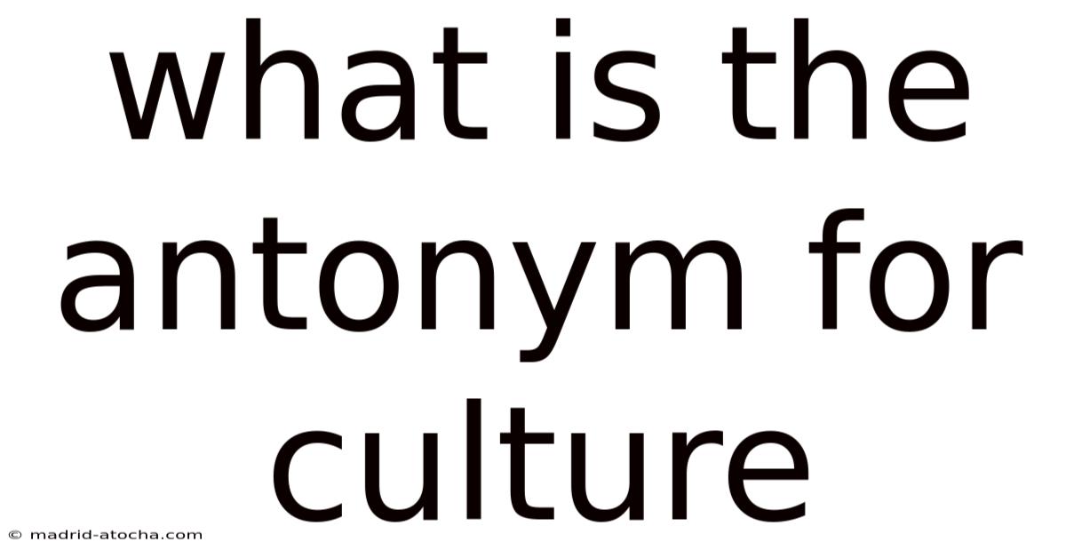 What Is The Antonym For Culture