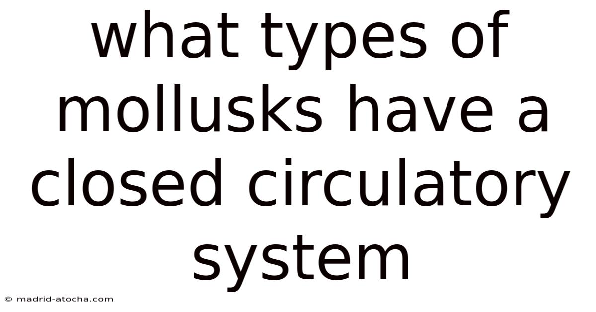 What Types Of Mollusks Have A Closed Circulatory System