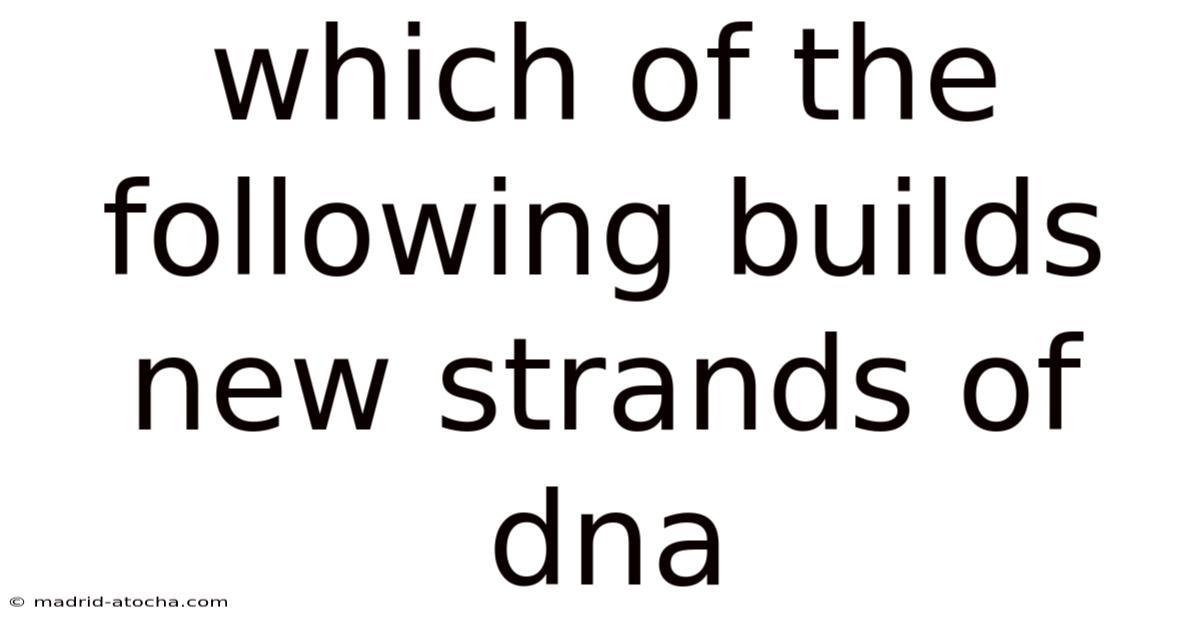 Which Of The Following Builds New Strands Of Dna