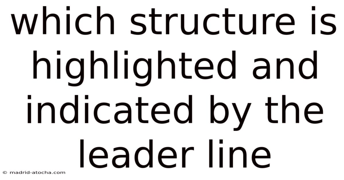 Which Structure Is Highlighted And Indicated By The Leader Line
