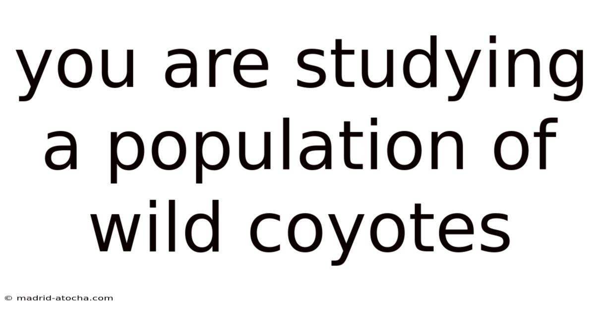 You Are Studying A Population Of Wild Coyotes